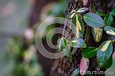 Selective soft focus Euonymus fortunei Interbolwi or fortune`s spindle, winter creeper with wet green-white leaves creeps Stock Photo