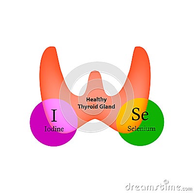 Selenium and Iodine are necessary for the normal functioning of the thyroid gland. Infographics. Vector illustration Vector Illustration