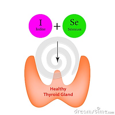 Selenium and Iodine are necessary for the normal functioning of the thyroid gland. Infographics. Vector Vector Illustration
