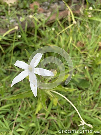 self blooming kitolod flower, kitolod plant, kitolod leaf, kitolod flower, Ornithogalum Stock Photo