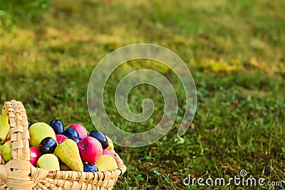 A wooden basket full of summer varieties of apples, pears and plums Stock Photo