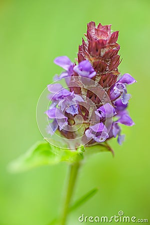 Self-Heal - Heal-All - Prunella vulgaris Stock Photo