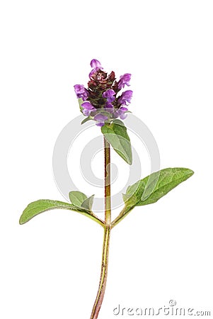 Self heal plant Stock Photo