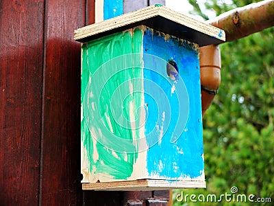 Self made birdhouse painted by a kid in green and blue hanging on the wooden wall.The concept of early development, hand made Stock Photo