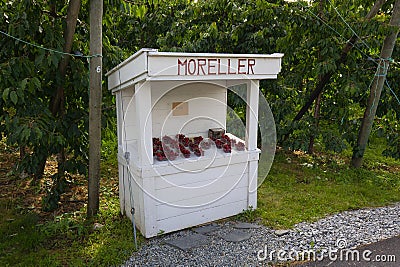 Self-service cherry stand in the Hardanger region in Norway. Stock Photo