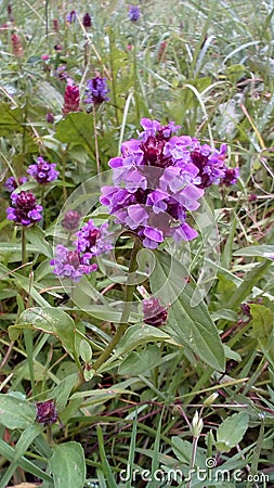 Selfheal Stock Photo