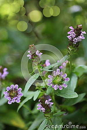 Selfheal Wildflower Stock Photo