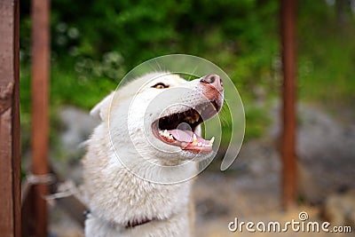 Selfie portrait Husky dog with a smile Stock Photo