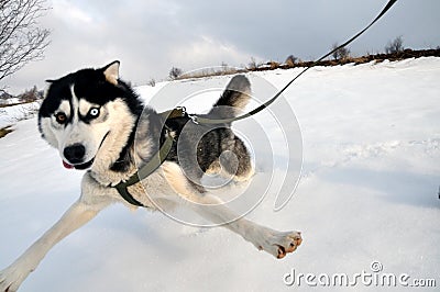 Selfie, Siberian husky dog perspective Stock Photo