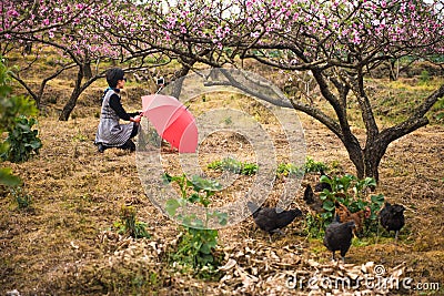 A selfie woman in peach orchard Stock Photo