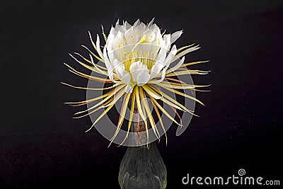 Selinicereus Peteranthus, Moonlight Cactus Flower In A Vase Stock Photo