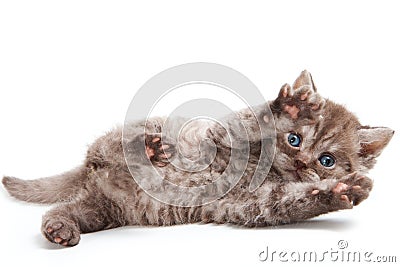 Selkirk Rex kitten Stock Photo