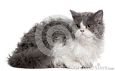 Selkirk Rex kitten, 5 months old, sitting Stock Photo