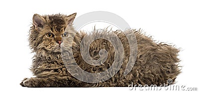 Selkirk rex lying, isolated on white Stock Photo