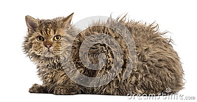 Selkirk rex lying, isolated on white Stock Photo