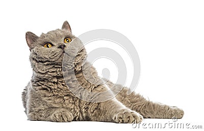 Selkirk Rex lying and looking up Stock Photo