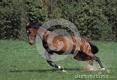 Selle Francais Horse, Adult Galloping Stock Photo
