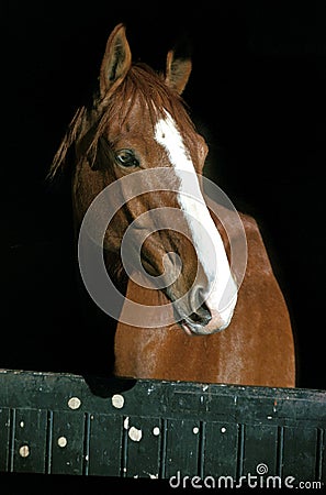 SELLE FRANCAIS Stock Photo