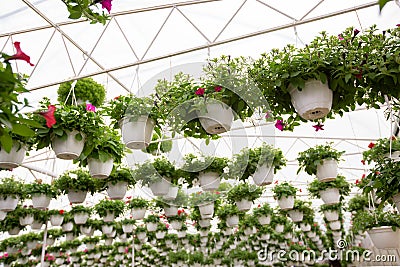 Selling blooming flowers, modern business and plants industry in spring and summer Stock Photo