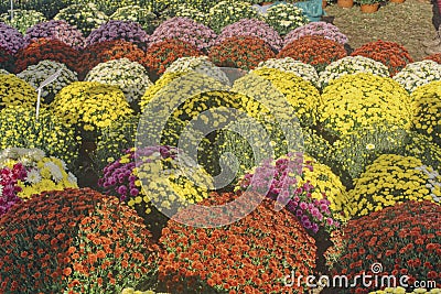 Selling flowers in pots, big bouquets of chrysanthemums Stock Photo