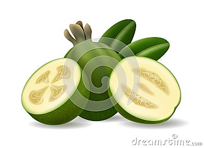 Sellowiana whole half and slices Vector Illustration