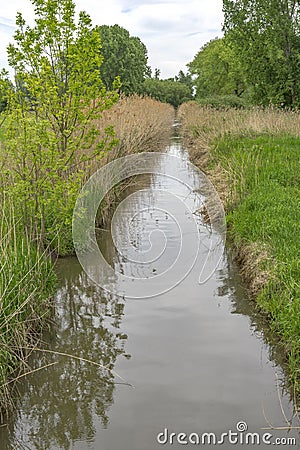 Selz creek covered with reed. Ingelheim Rhinehesse, Germany Stock Photo