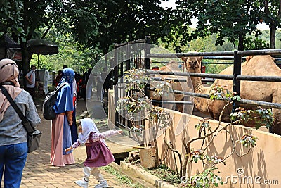 Semarang, December 2022. Visitors, parents and children, enjoy a tour of the Semarang Zoo Editorial Stock Photo