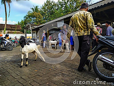 Semarang, Indonesia - March 2023: Goat traders and buyers. Goats are usually sold in preparation for Eid al-Adha. Editorial Stock Photo