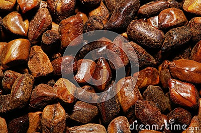 Semen Cassia Seeds Stock Photo