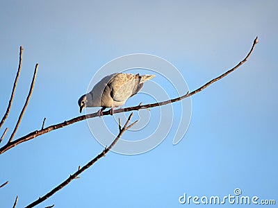 Tobacco Dove looking downwards from up high on a twig Stock Photo