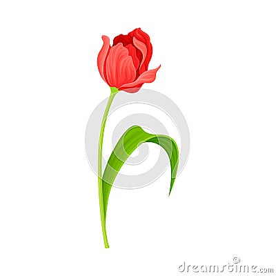 Semi-closed Red Tulip Flower Bud on Green Erect Stem with Blade Vector Illustration Vector Illustration