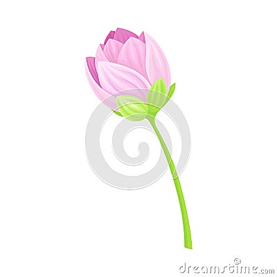 Semi-closed Tender Lotus Flower Bud on Leaf Stalk Vector Illustration Vector Illustration