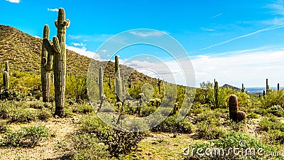 The semi desert landscape of Usery Mountain Reginal Park with many Saguaru, Cholla and Barrel Cacti Stock Photo