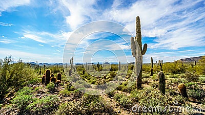 The semi desert landscape of Usery Mountain Reginal Park with many Saguaru, Cholla and Barrel Cacti Stock Photo