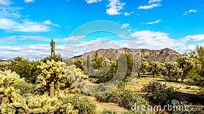 The semi desert landscape of Usery Mountain Reginal Park with many Saguaru, Cholla and Barrel Cacti Stock Photo