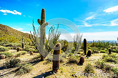 The semi desert landscape of Usery Mountain Reginal Park with many Saguaru, Cholla and Barrel Cacti Stock Photo