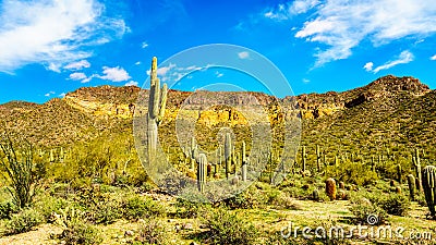 The semi desert landscape of Usery Mountain Reginal Park with many Saguaru, Cholla and Barrel Cacti Stock Photo