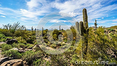 The semi desert landscape of Usery Mountain Reginal Park with many Saguaru, Cholla and Barrel Cacti Stock Photo