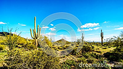 The semi desert landscape of Usery Mountain Reginal Park with many Saguaru, Cholla and Barrel Cacti Stock Photo