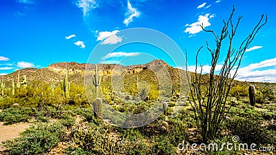 The semi desert landscape of Usery Mountain Regional Park with many Octillo, Saguaru, Cholla and Barrel Cacti Stock Photo