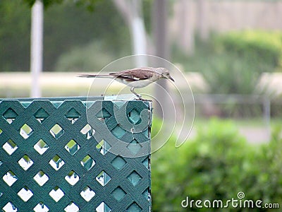 This native Thrasher keeps a sharp eye out for food below. Stock Photo