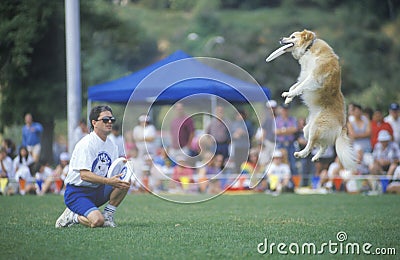 Semi-Finals of Canine Frisbee Contest Editorial Stock Photo