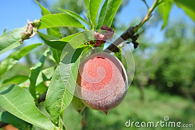 Semi-ripe red peach on the tree in an orchard Stock Photo