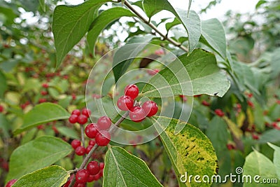 Semi-translucent red berries of Lonicera maackii Stock Photo