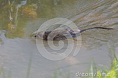 Semiaquatic rodent muskrat Stock Photo