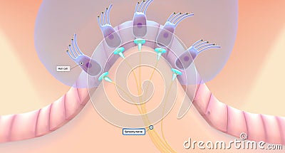 The semicircular canals have a dilated portion, or ampulla, that connects to the utricle Stock Photo