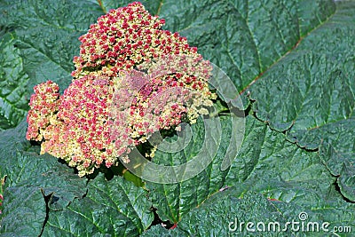Semidesert Plant in Bloom Stock Photo
