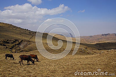 Semien - a mountain range in northern Ethiopia near Gondar - grazing cows -Africa Stock Photo