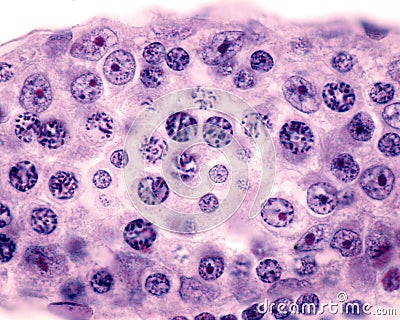 Seminiferous tubule. Meiosis Stock Photo