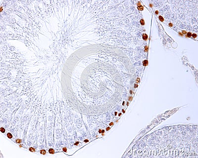 Seminiferous tubules. Labelling of proliferating cells Stock Photo